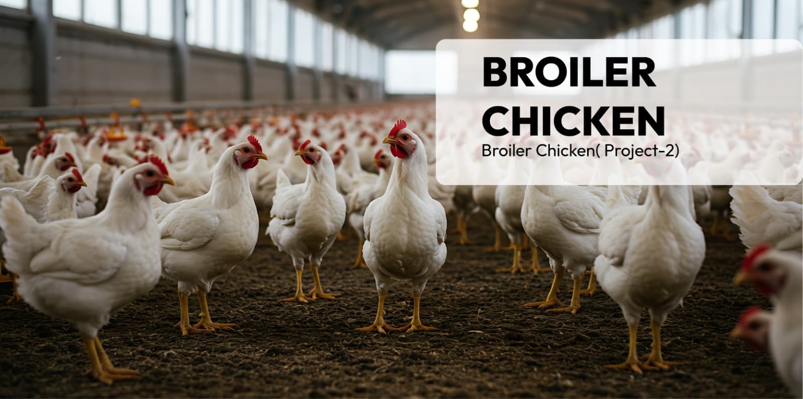 Broiler Chicken( Project-2)