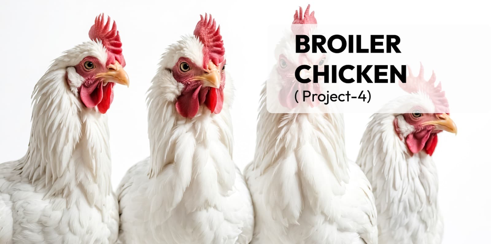 Broiler Chicken( Project-4)