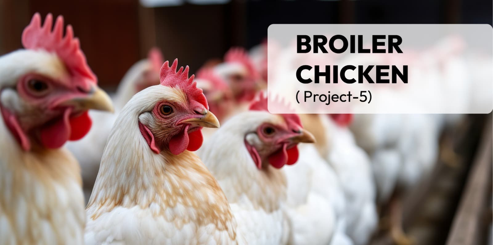 Broiler Chicken( Project-5)