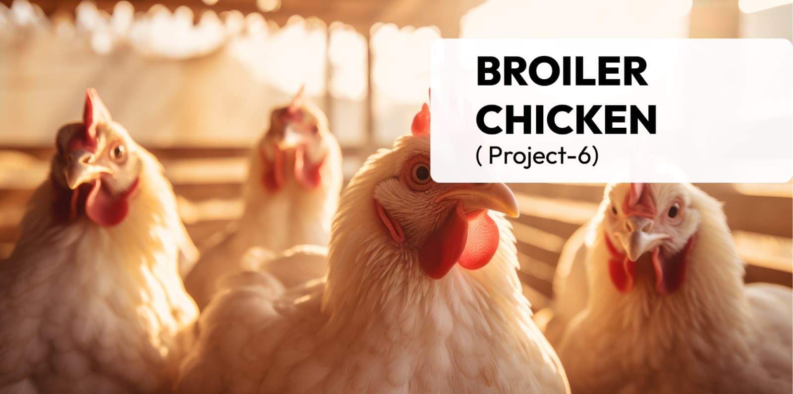 Broiler Chicken( Project-6)