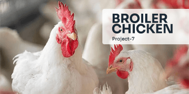 Broiler Chicken( Project-7)