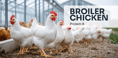 Broiler Chicken( Project-8)
