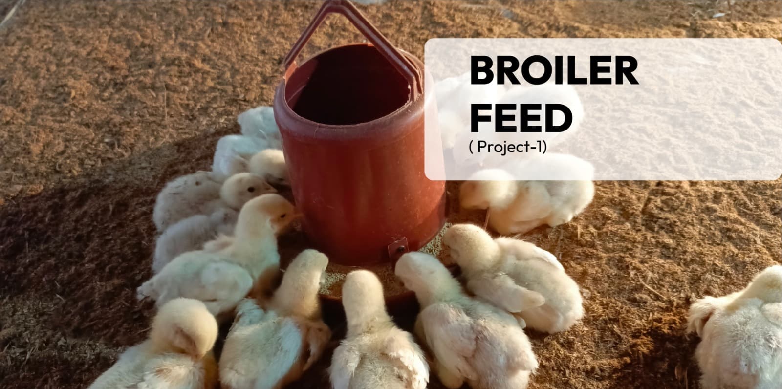 Broiler feed( Project-1)
