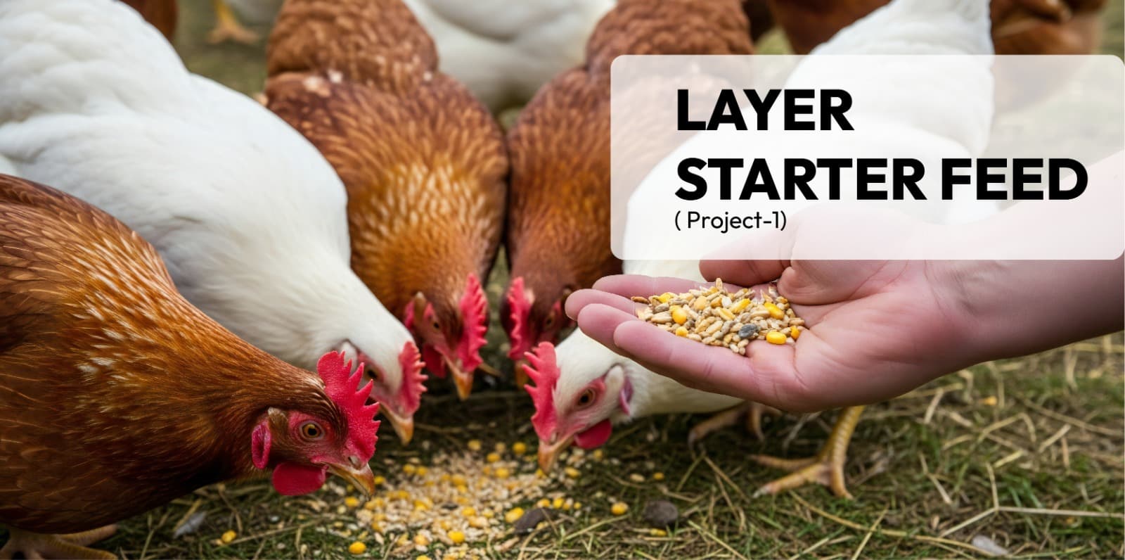 Layer starter Feed( Project-1)