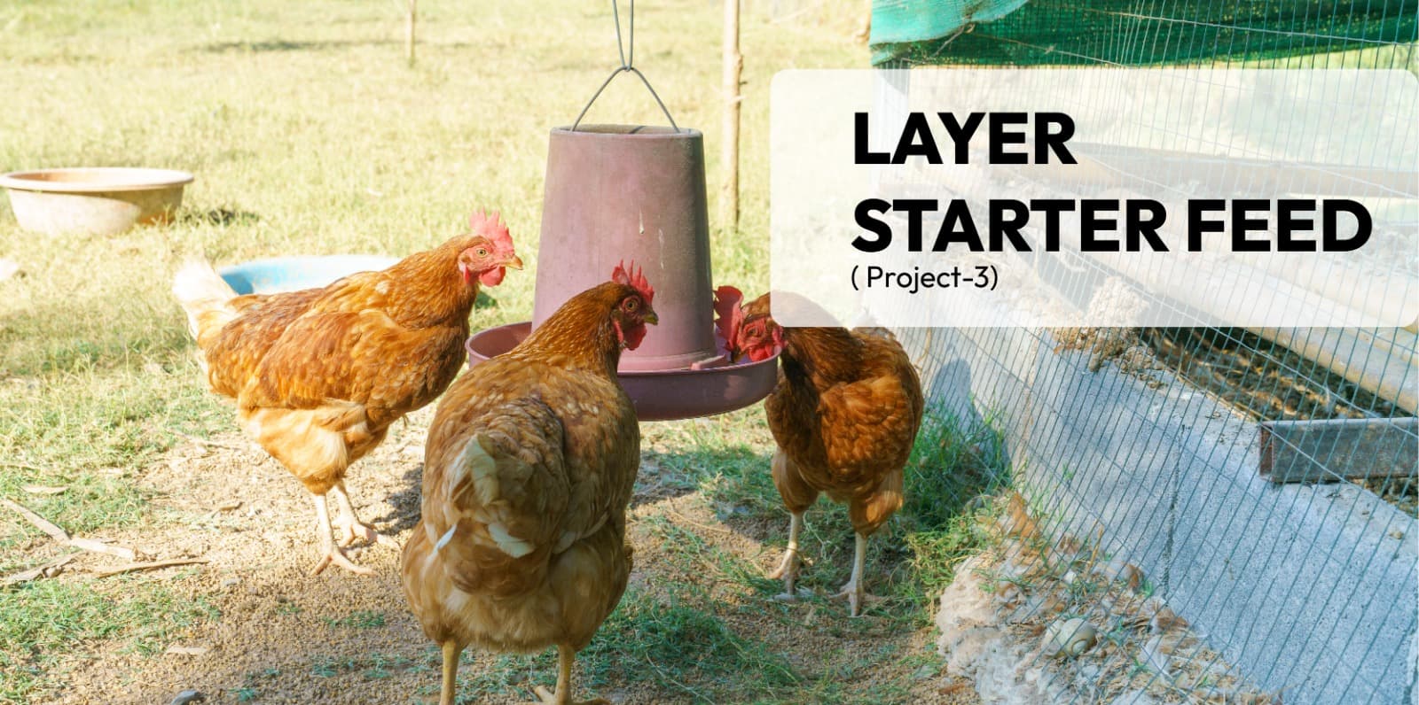 Layer starter Feed( Project-3)