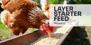 Layer starter Feed( Project-5)