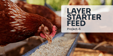 Layer starter Feed( Project-6)
