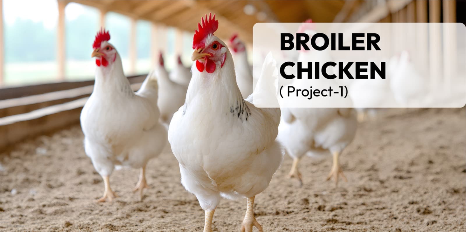 Broiler Chicken( Project-1)