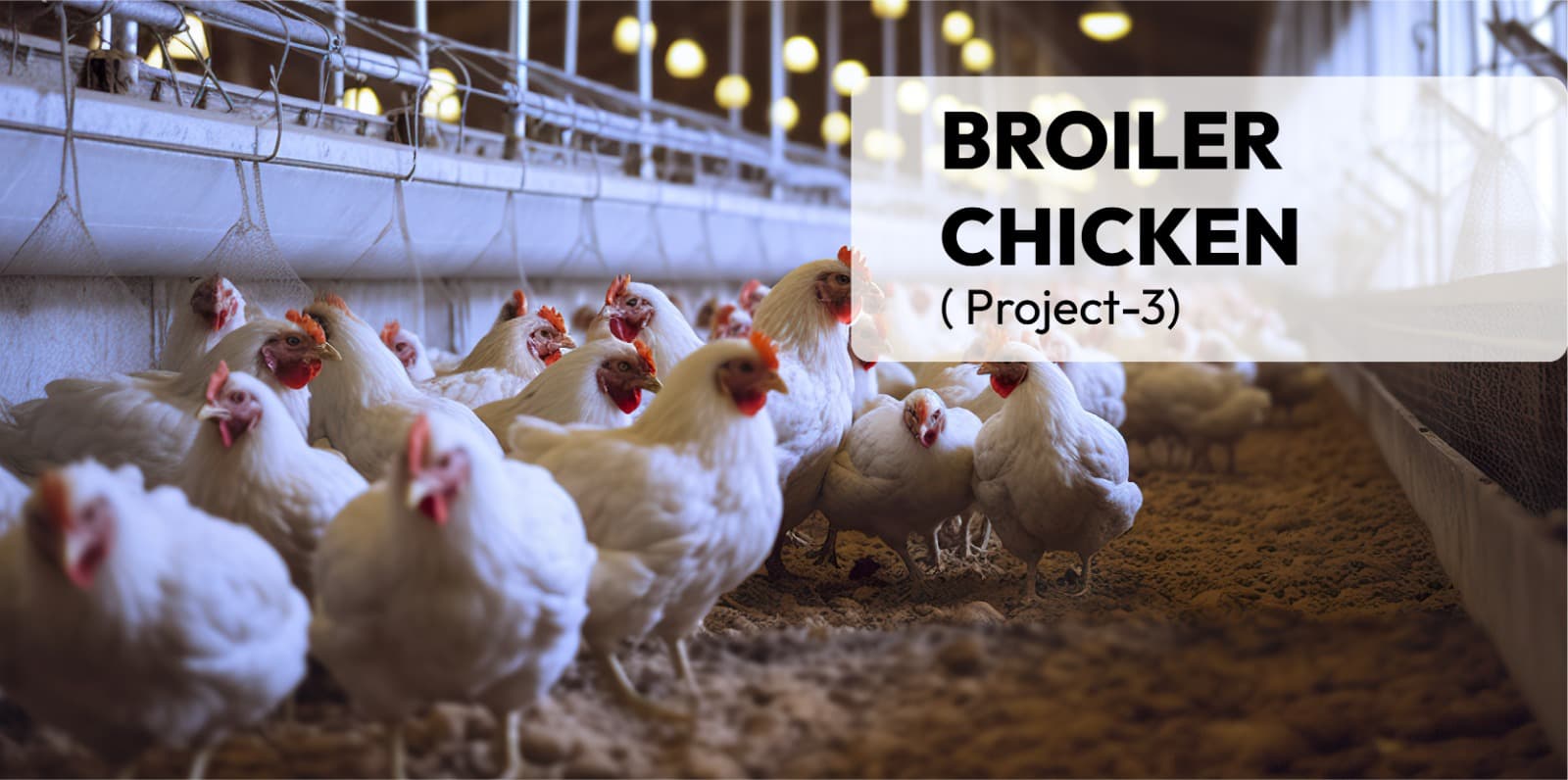 Broiler Chicken( Project-3)