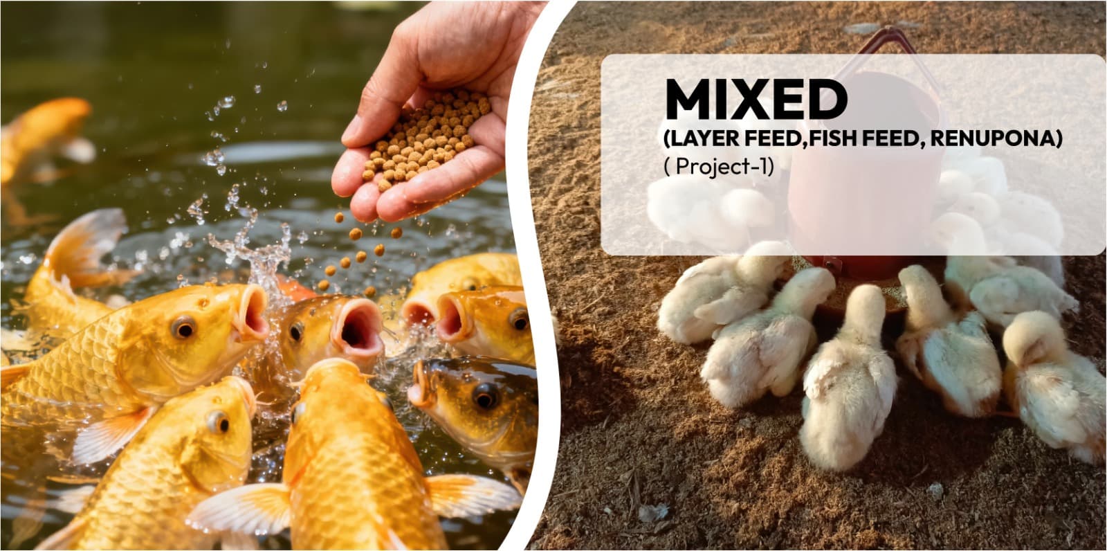 Mixed( Layer feed,Fish feed,Renu pona)( Project-1)